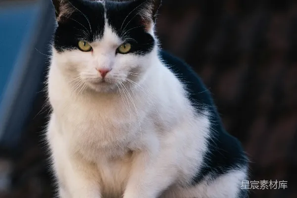 高清摄影 黑白相间的猫咪坐在木杆上