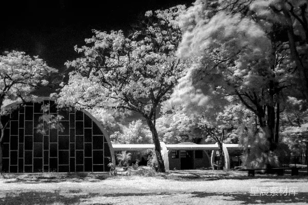 高清摄影 黑白色调的建筑与树影