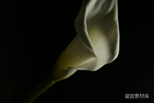 高清摄影 暗夜中的白花