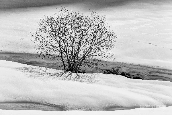 高清摄影 雪地里的树影