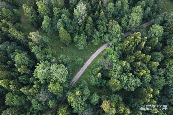 高清摄影 森林中的小路