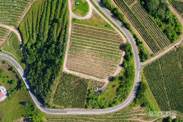 高清摄影 蜿蜒山路上的葡萄园