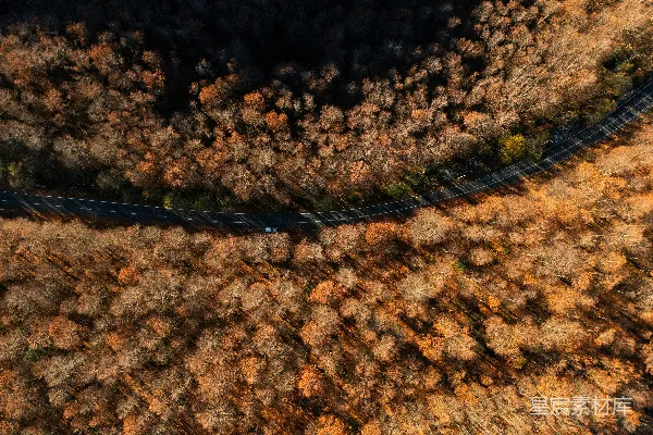 高清摄影 秋日森林中的蜿蜒道路