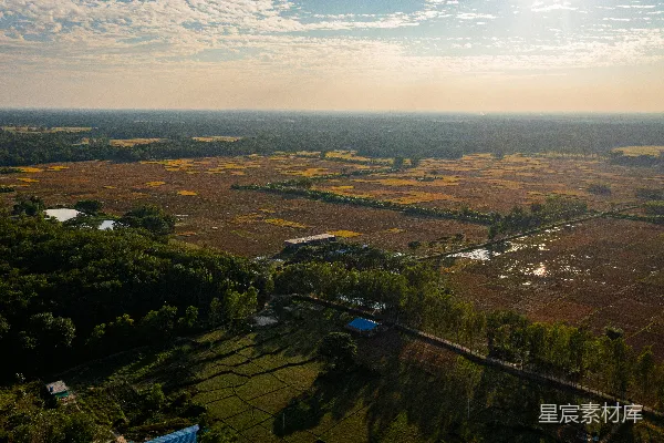 高清摄影 稻田与森林的宁静晨景