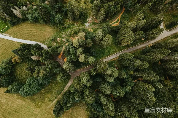 高清摄影 森林中的蜿蜒小径