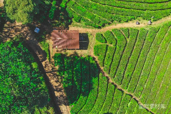 高清摄影 茶园上的小屋