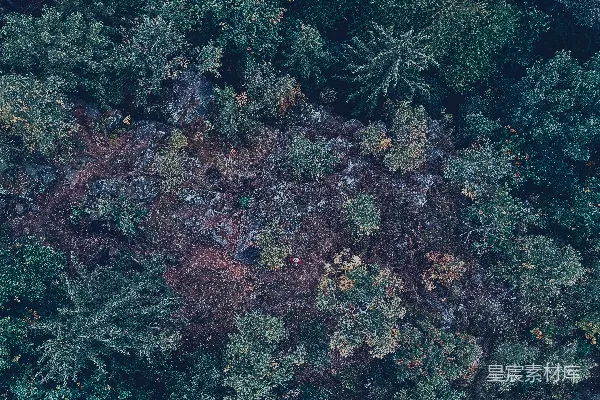 高清摄影 森林中的孤独身影
