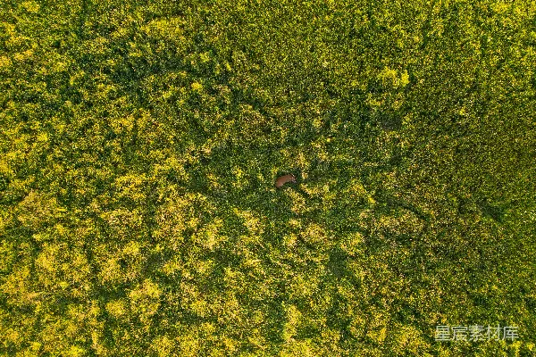 高清摄影 空中俯瞰宁静的草地