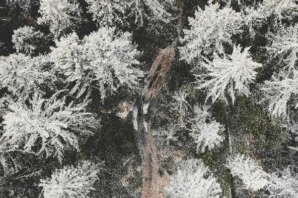 高清摄影 冬日雪景中的松树林