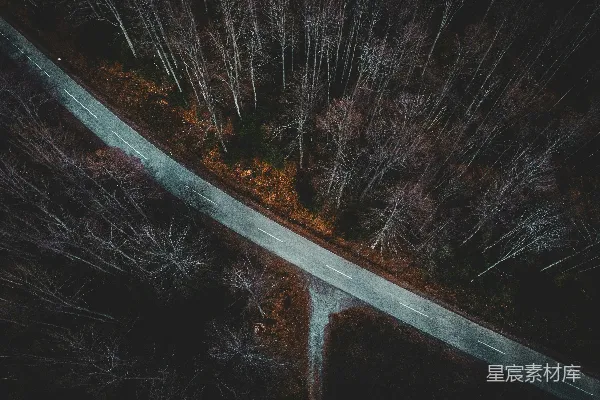高清摄影 夜幕下的森林道路