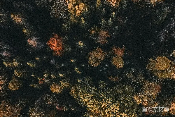高清摄影 秋日森林俯瞰