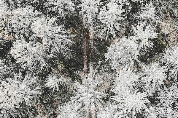 高清摄影 冬日松林雪景