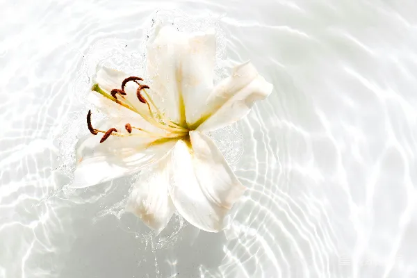 高清摄影 水面上的白花和黄花