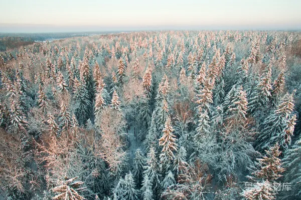 高清摄影 冬日雪林的宁静之美