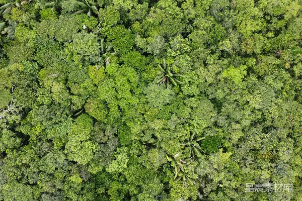 高清摄影 热带雨林俯瞰图