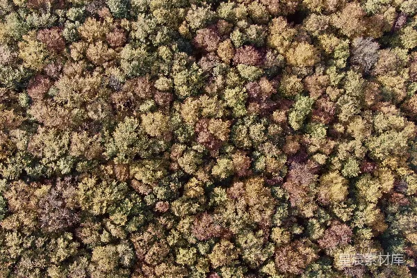 高清摄影 秋季森林航拍