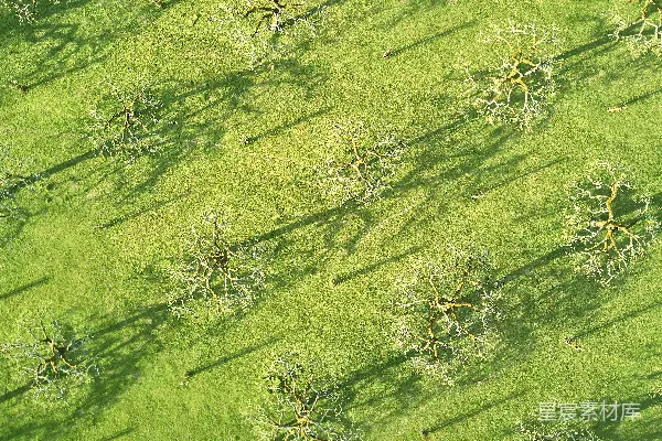 高清摄影 空中俯瞰的树影与草地