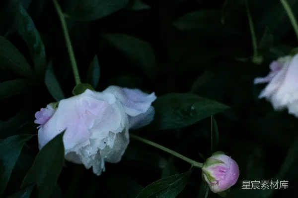 高清摄影 暮色中的牡丹花