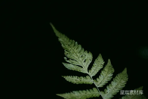 高清摄影 幽暗中的蕨叶