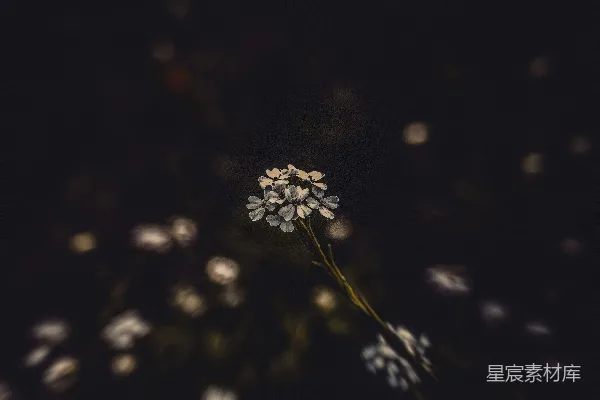 高清摄影 月光下的小花