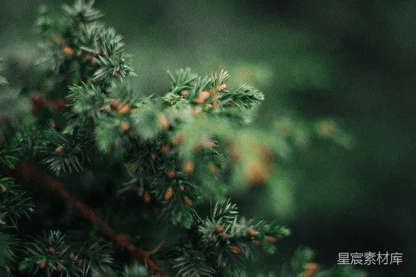 高清摄影 绿意盎然的松枝特写