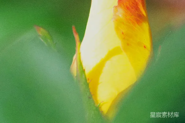 高清摄影 初绽的黄色玫瑰花蕾