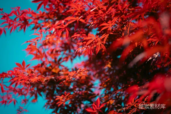 高清摄影 秋日红叶与蔚蓝天空