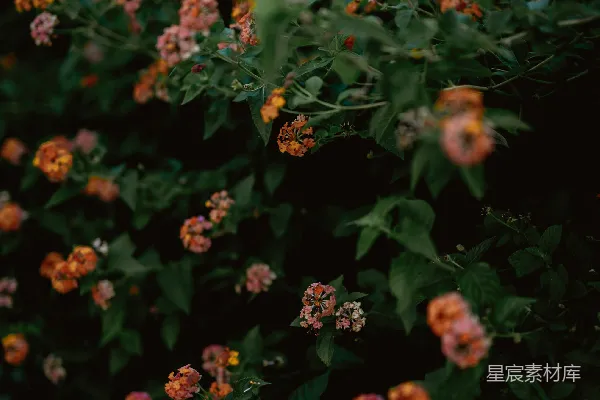 高清摄影 夕阳下的马缨花