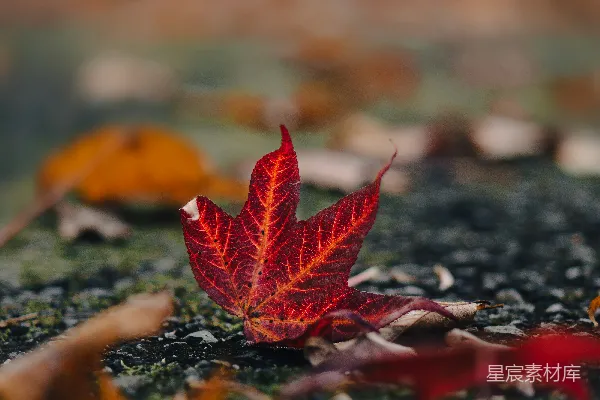 高清摄影 秋叶特写