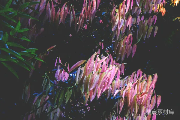 高清摄影 紫色叶子的夜晚