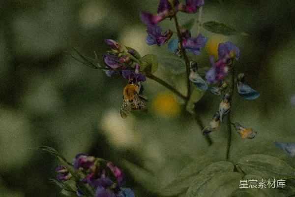 高清摄影 蜜蜂与紫色花朵