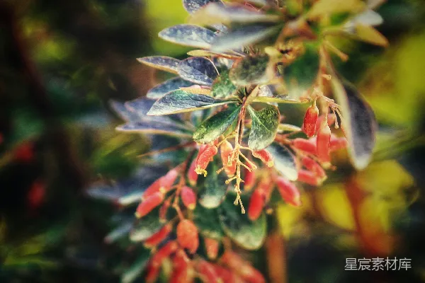 高清摄影 秋日的红果与绿叶