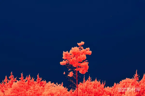 高清摄影 夜色下的红树林