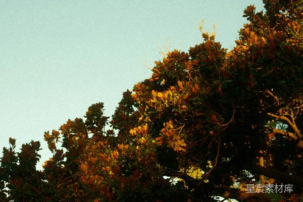 高清摄影 夕阳下的老树