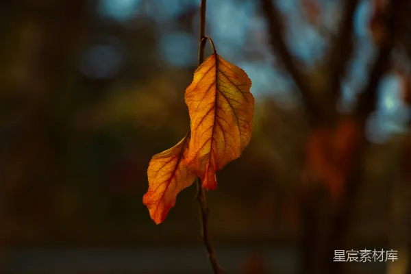 高清摄影 秋叶微光