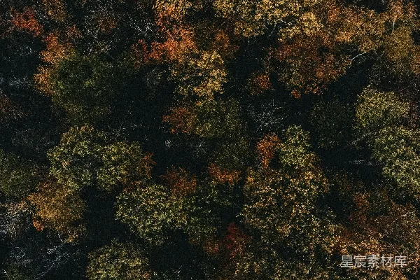 高清摄影 俯瞰秋日森林