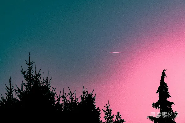 高清摄影 粉蓝交界夜空下的松林剪影