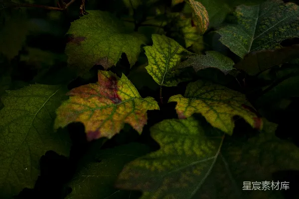 高清摄影 深秋的叶子