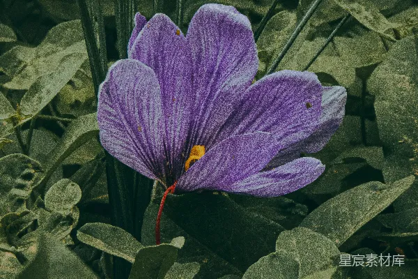 高清摄影 紫色花朵与绿叶的和谐