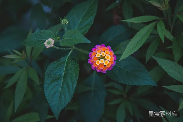 高清摄影 色彩斑斓的马缨花