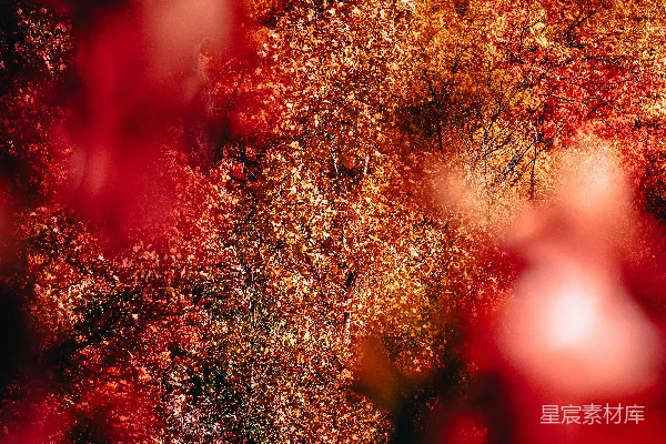 高清摄影 梦幻秋景：透过红色花丛窥见金黄树林