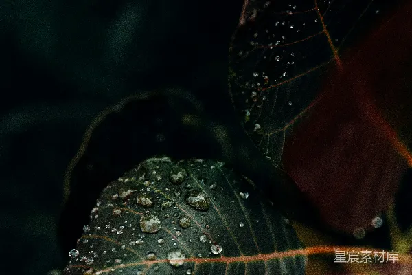 高清摄影 晨露中的绿色叶片