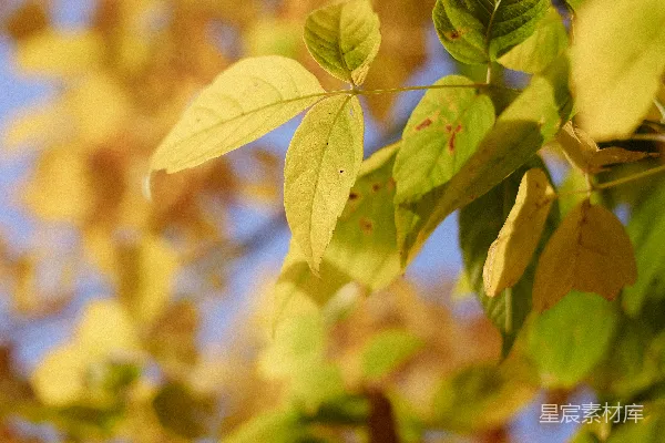 高清摄影 秋日阳光下的树叶
