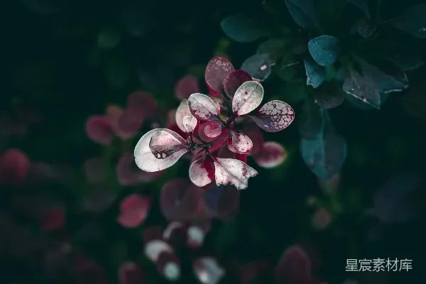 高清摄影 神秘的红白植物