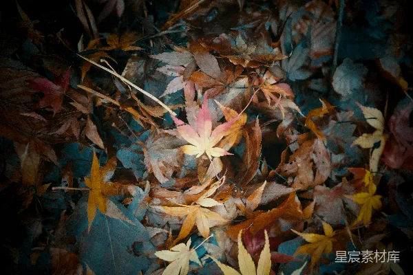 高清摄影 秋日落叶