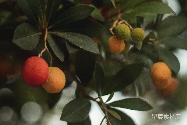 高清摄影 树上的果实