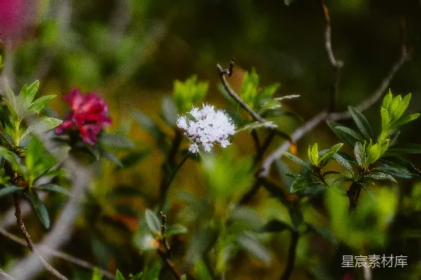 高清摄影 自然中的色彩与生机