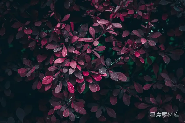 高清摄影 深紫色的叶子