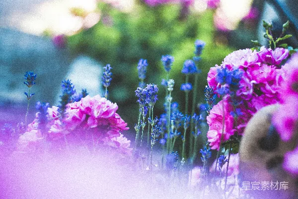 高清摄影 梦幻花园：紫色与蓝色的花海