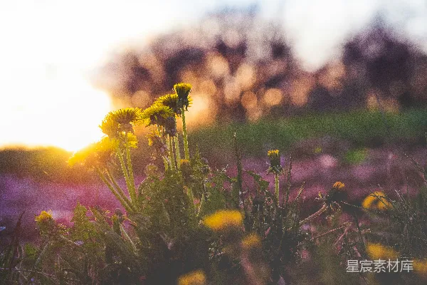 高清摄影 夕阳下的蒲公英